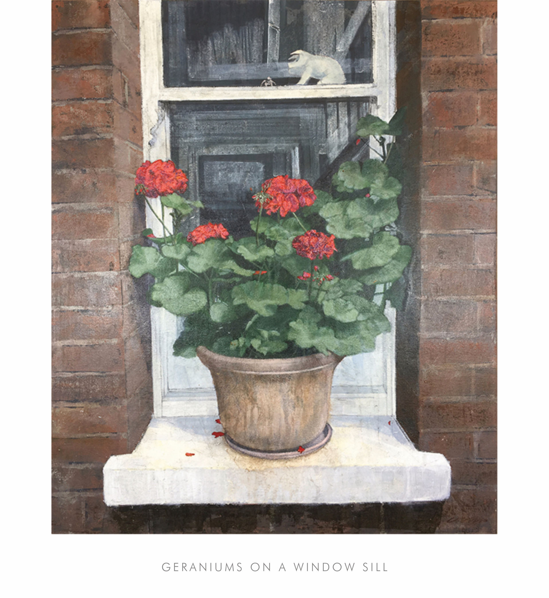geraniums on a window sill